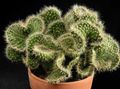 červená Vnútorné Rastliny  pustý kaktus vlastnosti, fotografie