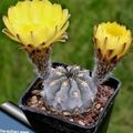 Photo Desert Cactus Acanthocalycium Indoor Plants growing and characteristics