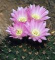 roosa Toataimed Acanthocalycium kõrbes kaktus omadused, Foto