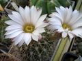 baltas Vidinis augalai Acanthocalycium dykuma kaktusas charakteristikos, Nuotrauka