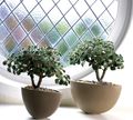 Photo Succulent Aichryson Indoor Plants growing and characteristics