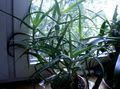red Indoor Plants Aloe succulent characteristics, Photo