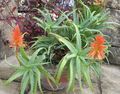 Photo Succulent Aloe Indoor Plants growing and characteristics