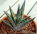 red Indoor Plants Aloe succulent characteristics, Photo