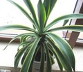 white American Century Plant, Pita, Spiked Aloe succulent, Agave characteristics, Photo