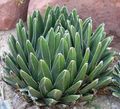 Photo Succulent American Century Plant, Pita, Spiked Aloe  growing and characteristics