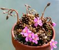 pink Indoor Plants Anacampseros succulent characteristics, Photo