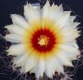 white Indoor Plants Astrophytum desert cactus characteristics, Photo