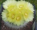 Photo  Ball Cactus Indoor Plants growing and characteristics