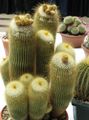 yellow Indoor Plants Ball Cactus, Notocactus characteristics, Photo
