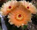 orange Indoor Plants Ball Cactus, Notocactus characteristics, Photo