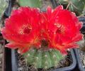 red Indoor Plants Ball Cactus, Notocactus characteristics, Photo