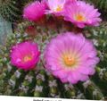 pink Indoor Plants Ball Cactus, Notocactus characteristics, Photo