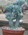 bílá Pokojové rostliny Modrá Svíčka, Borůvky Kaktus, Myrtillocactus charakteristiky, fotografie