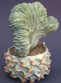 balts Māja Augi Zila Svece, Melleņu Kaktuss, Myrtillocactus raksturlielumi, Foto