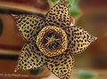 brown Carrion Plant, Starfish Flower, Starfish Cactus succulent, Stapelia characteristics, Photo