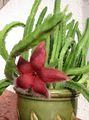 red Carrion Plant, Starfish Flower, Starfish Cactus succulent, Stapelia characteristics, Photo