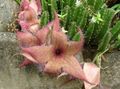 pink Carrion Plant, Starfish Flower, Starfish Cactus succulent, Stapelia characteristics, Photo