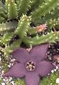 purple Carrion Plant, Starfish Flower, Starfish Cactus succulent, Stapelia characteristics, Photo
