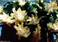 yellow Indoor Plants Christmas Cactus, Schlumbergera characteristics, Photo