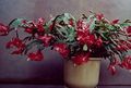claret Indoor Plants Christmas Cactus, Schlumbergera characteristics, Photo