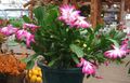 pink Indoor Plants Christmas Cactus, Schlumbergera characteristics, Photo