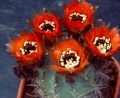 Foto Wüstenkaktus Cob Cactus Topfpflanzen wächst und Merkmale