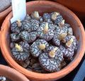 Photo Succulent Cone Plant  growing and characteristics