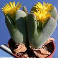 galben Plantă Con suculent, Conophytum caracteristici, fotografie