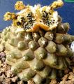 geltonas Vidinis augalai Copiapoa dykuma kaktusas charakteristikos, Nuotrauka