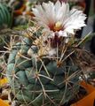 Photo Desert Cactus Coryphantha Indoor Plants growing and characteristics