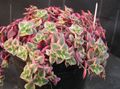Foto Sukkulenten Crassula Topfpflanzen wächst und Merkmale