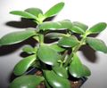white Indoor Plants Crassula succulent characteristics, Photo