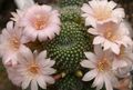 pink Indoor Plants Crown Cactus, Rebutia characteristics, Photo