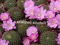lilac Indoor Plants Crown Cactus, Rebutia characteristics, Photo