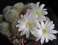 white Indoor Plants Crown Cactus, Rebutia characteristics, Photo