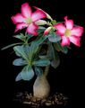 Foto Sukkulenten Desert Rose Topfpflanzen wächst und Merkmale