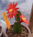 red Indoor Plants Drunkards Dream wood cactus, Hatiora characteristics, Photo