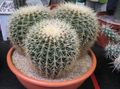 white Indoor Plants Eagles Claw desert cactus, Echinocactus characteristics, Photo