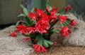 red Indoor Plants Easter Cactus, Rhipsalidopsis characteristics, Photo