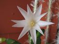 white Indoor Plants Easter Cactus, Rhipsalidopsis characteristics, Photo