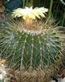 Foto Wüstenkaktus Eriocactus Topfpflanzen wächst und Merkmale