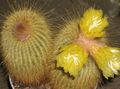 galben Plante de Interior Eriocactus caracteristici, fotografie