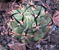 Foto Wüstenkaktus Eriosyce Topfpflanzen wächst und Merkmale