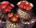 Photo Desert Cactus Eriosyce Indoor Plants growing and characteristics