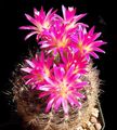 rosa Plantas de Interior Eriosyce cacto do deserto características, foto