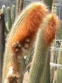 weiß Topfpflanzen Espostoa, Peruanische Alter Mann Kaktus wüstenkaktus Merkmale, Foto