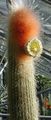 vit Krukväxter Espostoa, Peruan Gubbe Kaktus egenskaper, Fil