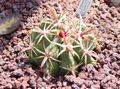 Foto Wüstenkaktus Ferocactus Topfpflanzen wächst und Merkmale