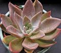 pink Ghost Plant, Mother-of-Pearl Plant succulent, Graptopetalum characteristics, Photo